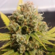 Lemon Z – product view 4