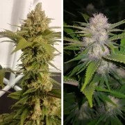 Lemon Z – product view 5