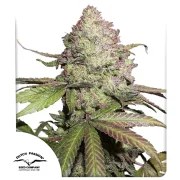 CBD Auto Charlotte’s Angel® – product view 1