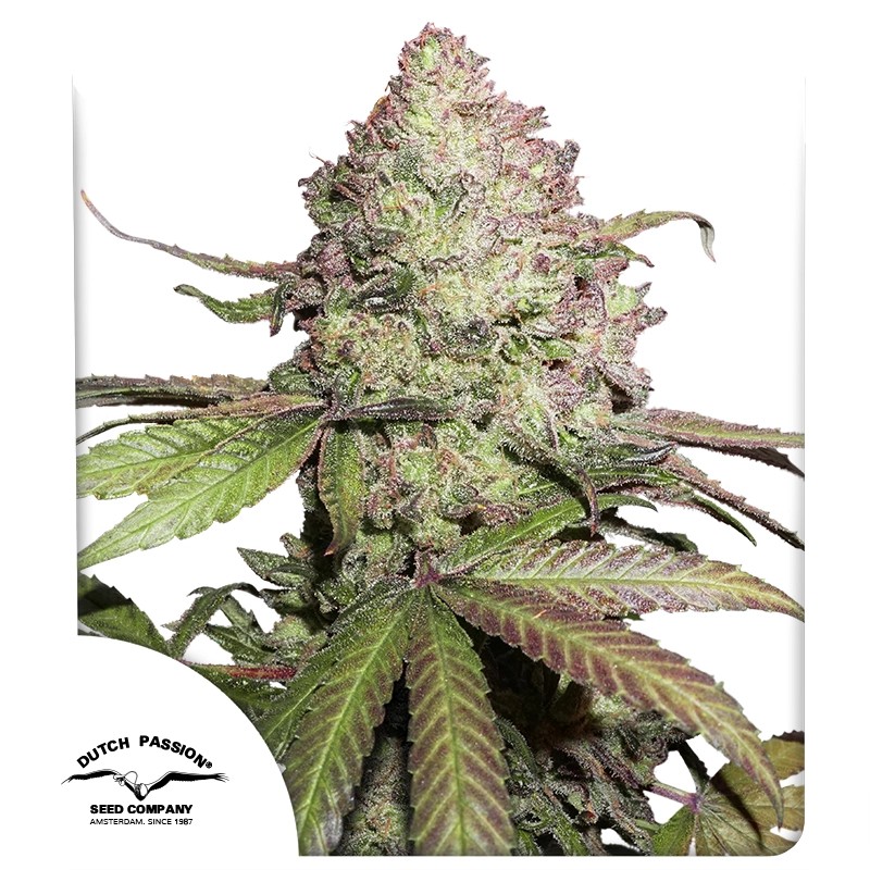 CBD Auto Charlotte’s Angel® – product view 1