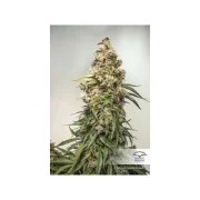 CBD Auto Charlotte’s Angel® – product view 2