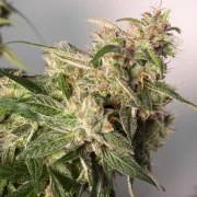 CBD Auto Charlotte’s Angel® – product view 3