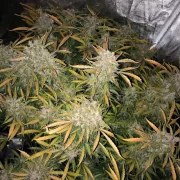 CBD Auto Charlotte’s Angel® – product view 4