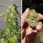 CBD Auto Charlotte’s Angel® – product view 5