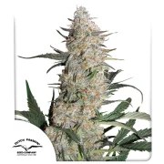 Critical Orange Punch® – product view 1
