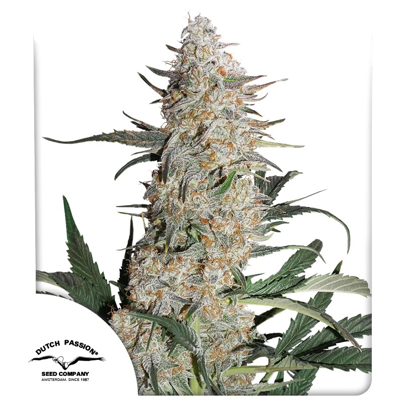 Critical Orange Punch® – product view 1