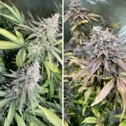 Critical Orange Punch® – product view 2