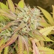 Critical Orange Punch® – product view 3