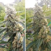 Critical Orange Punch® – product view 4