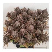 Critical Orange Punch® – product view 5