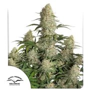 Auto Critical Orange Punch® – product view 1
