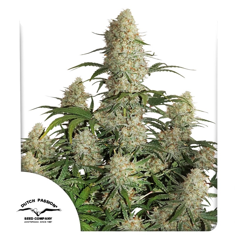 Auto Critical Orange Punch® – product view 1
