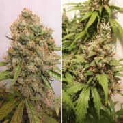 Auto Critical Orange Punch® – product view 3