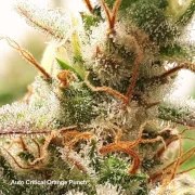 Auto Critical Orange Punch® – product view 4