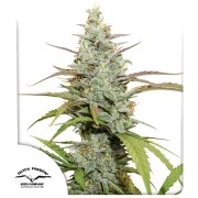 Mokum’s Tulip® – product view 1