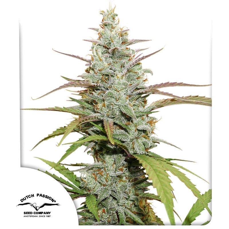 Mokum’s Tulip® – product view 1