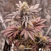 Mokum’s Tulip® – product view 3