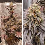 Mokum’s Tulip® – product view 5