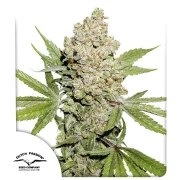 Auto Lemon Kix® – product view 1