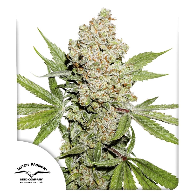 Auto Lemon Kix® – product view 1