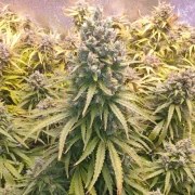 Auto Lemon Kix® – product view 2
