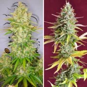 Auto Lemon Kix® – product view 3