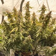 Auto Lemon Kix® – product view 4