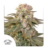 C-Vibez® – product view 1