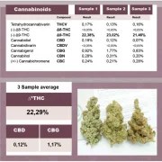 C-Vibez® – product view 5
