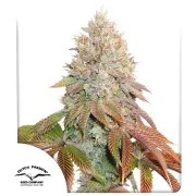 Auto Banana Blaze® – product view 1