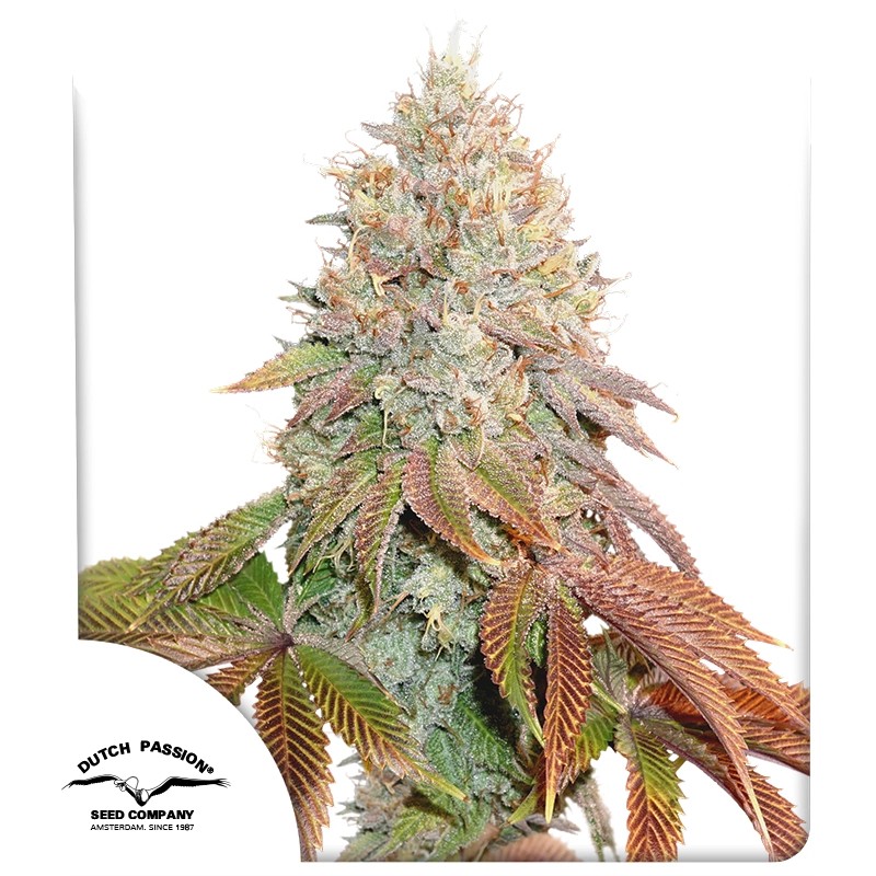 Auto Banana Blaze® – product view 1
