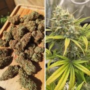 Auto Banana Blaze® – product view 3