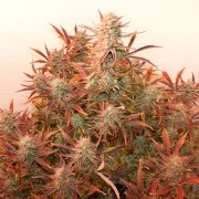 Auto Banana Blaze® – product view 4