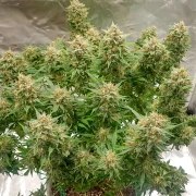 Auto Banana Blaze® – product view 5