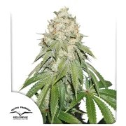 Banana Blaze® – product view 1