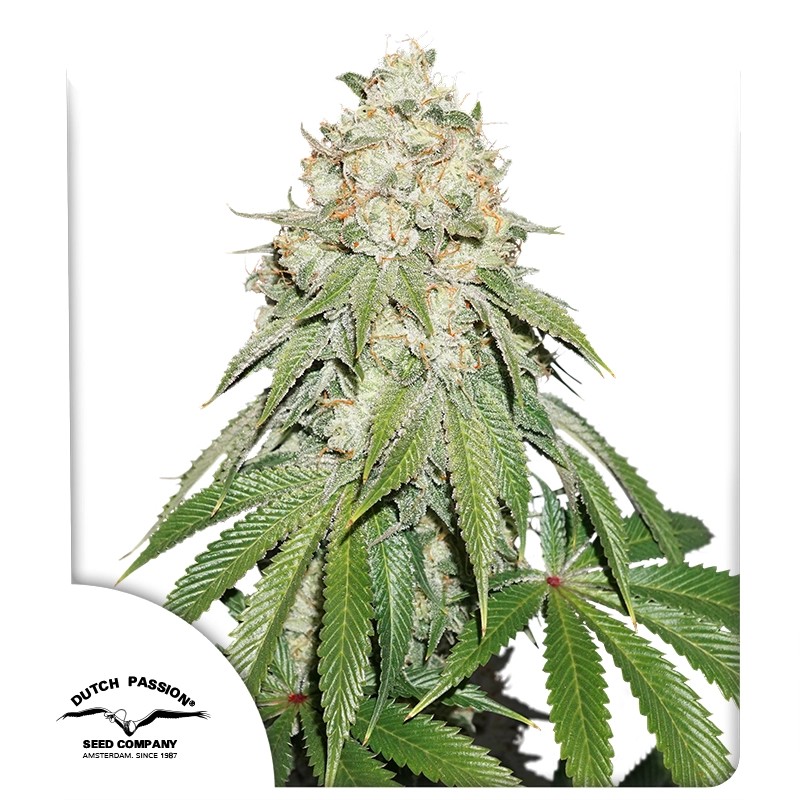 Banana Blaze® – product view 1