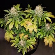 Banana Blaze® – product view 2