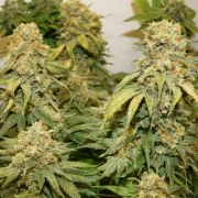 Banana Blaze® – product view 3