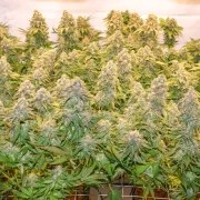Banana Blaze® – product view 4