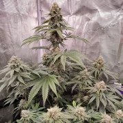 Kerosene Krash® – product view 3