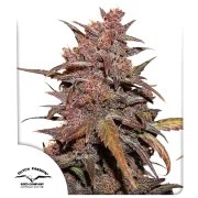 CBD Auto Blackberry Kush® – product view 1