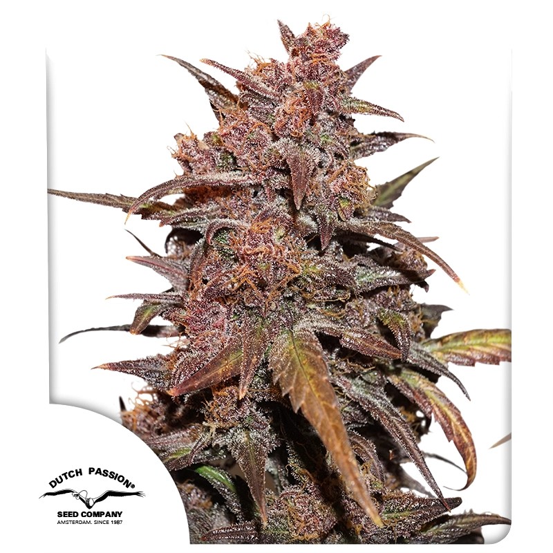 CBD Auto Blackberry Kush® – product view 1