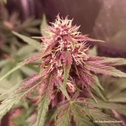 CBD Auto Blackberry Kush® – product view 2
