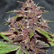 CBD Auto Blackberry Kush® – product view 3