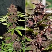 CBD Auto Blackberry Kush® – product view 4