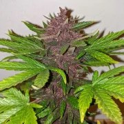 CBD Auto Blackberry Kush® – product view 5