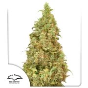 THC-Victory® – product view 1