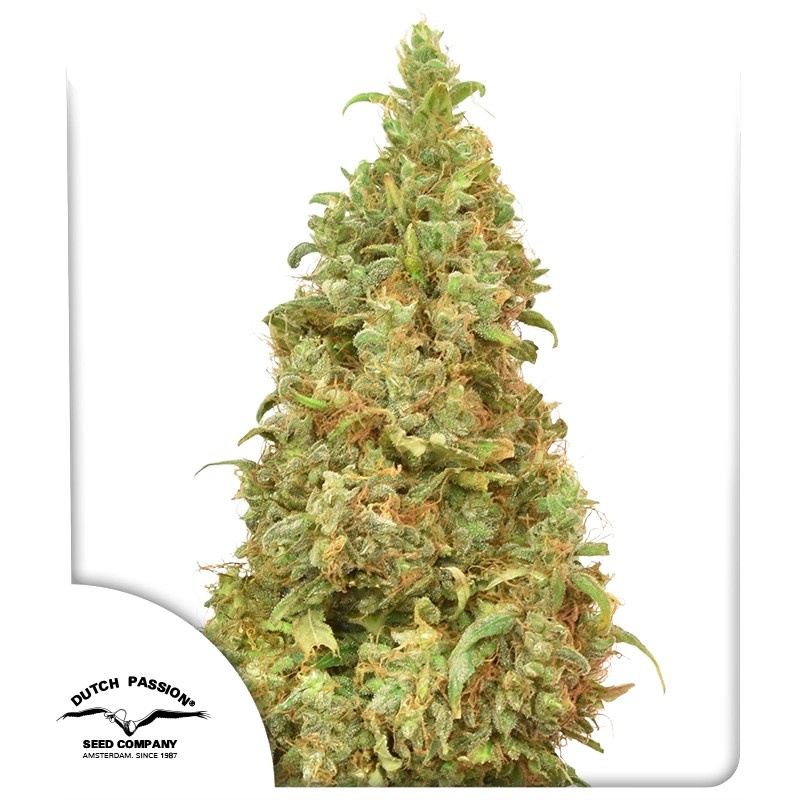 THC-Victory® – product view 1