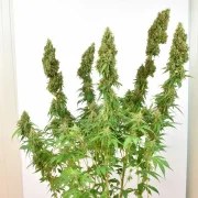 THC-Victory® – product view 2
