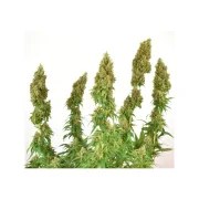 THC-Victory® – product view 3